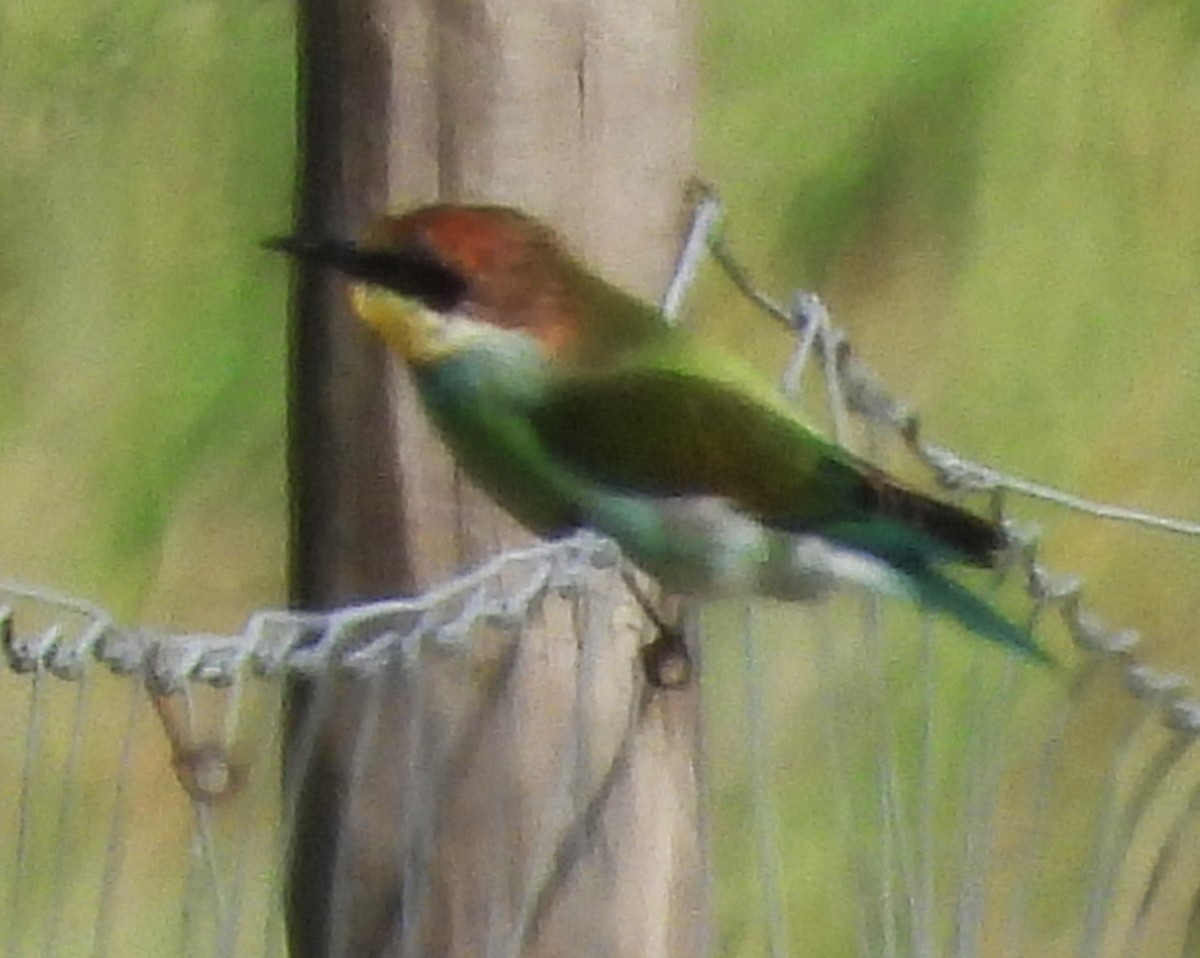 European Bee-eater - Eric Haskell