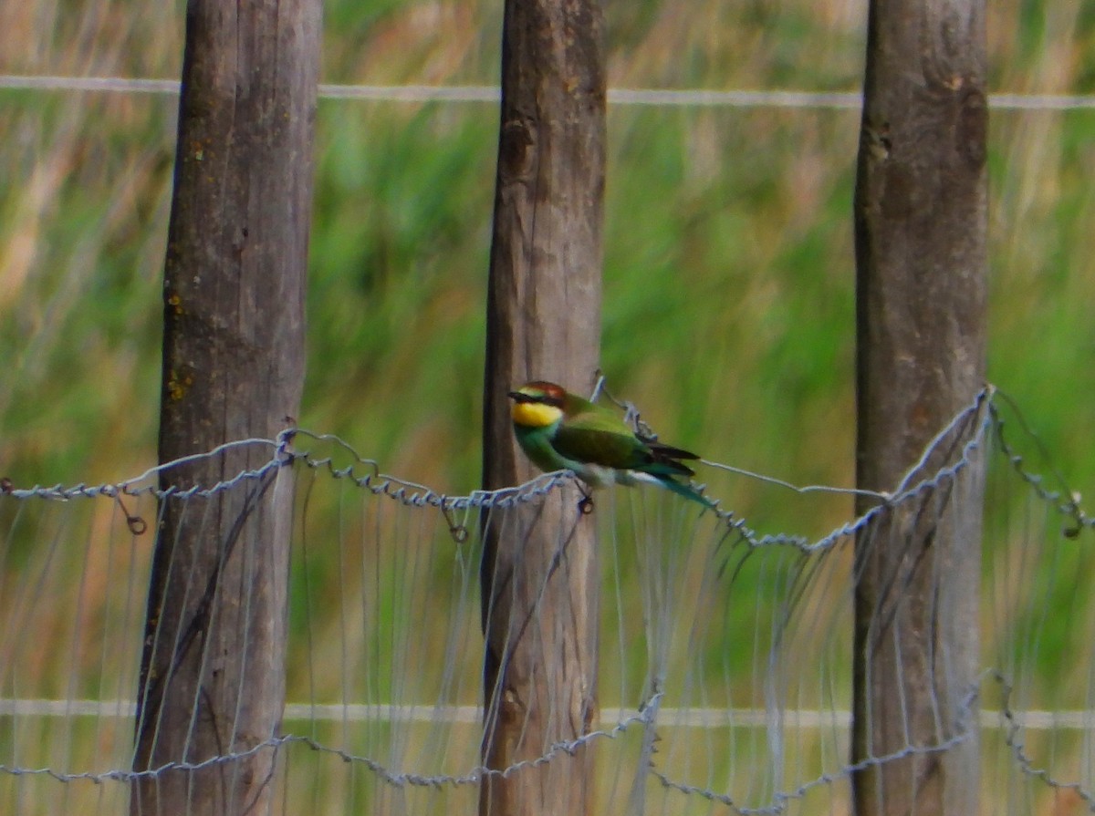European Bee-eater - ML472738401