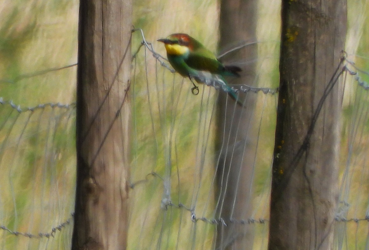 European Bee-eater - ML472738411