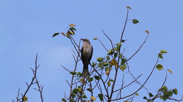 Tropical Mockingbird (Southern) - ML472741
