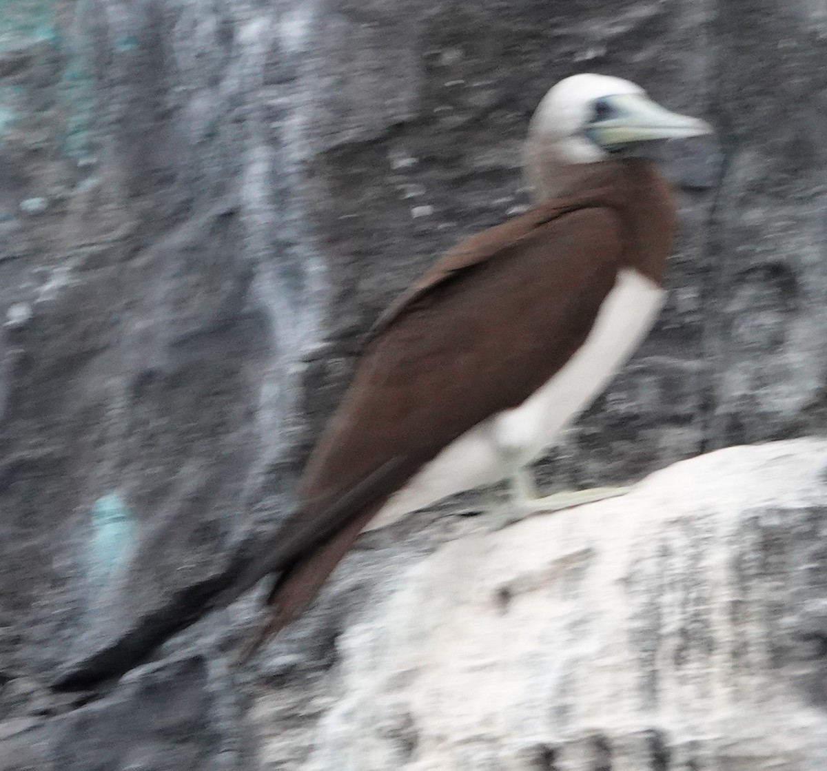 Brown Booby (Colombian) - ML472741311