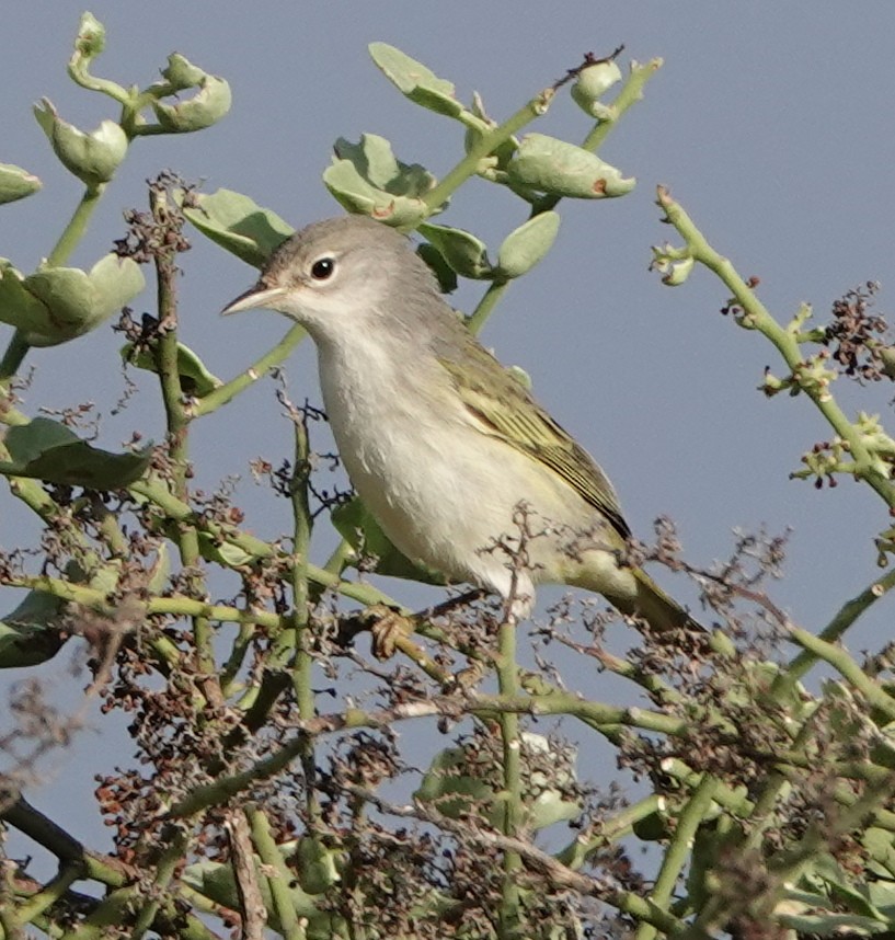 ML472752191 Yellow Warbler (Galapagos) Macaulay Library