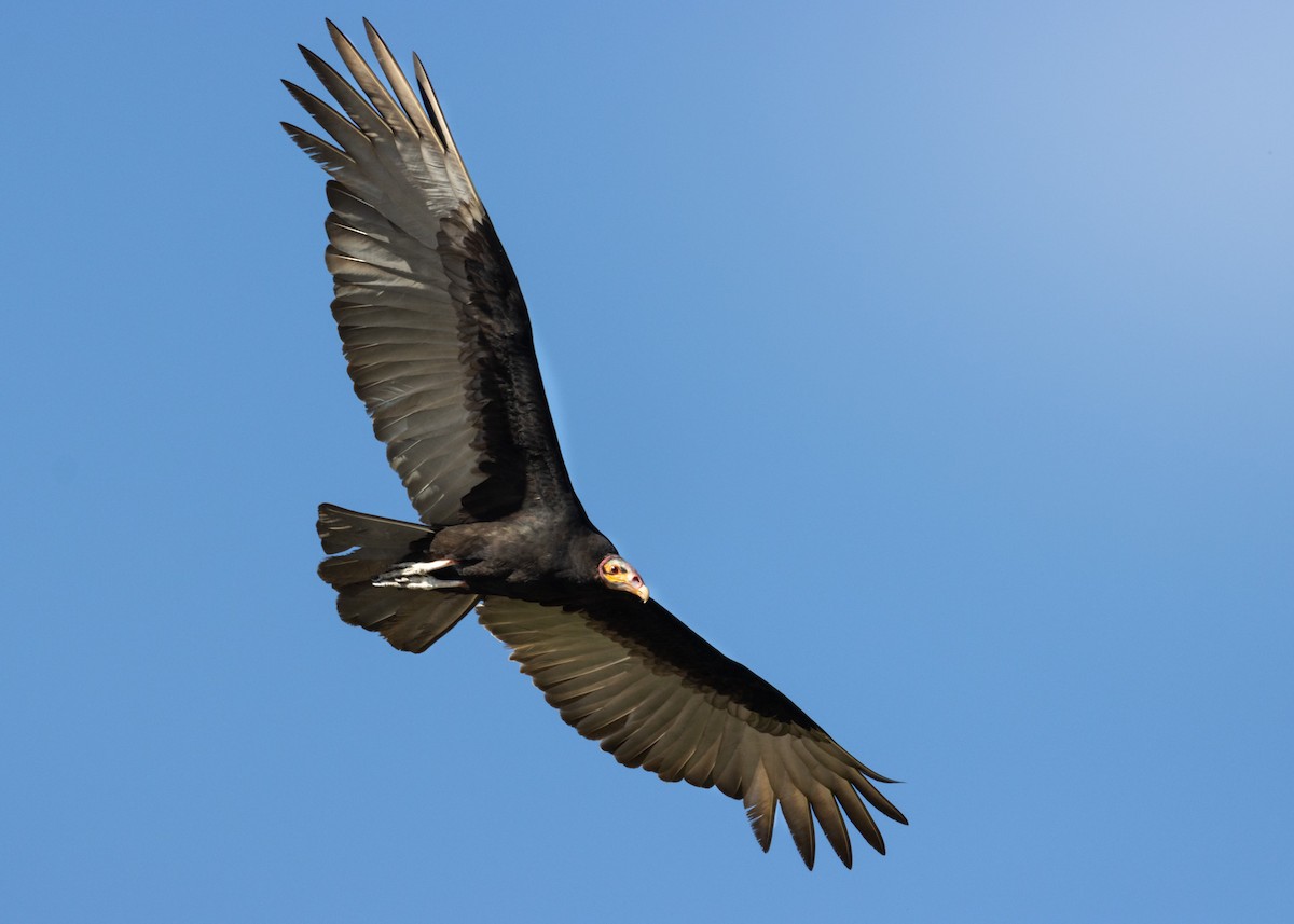 Lesser Yellow-headed Vulture - ML472755171