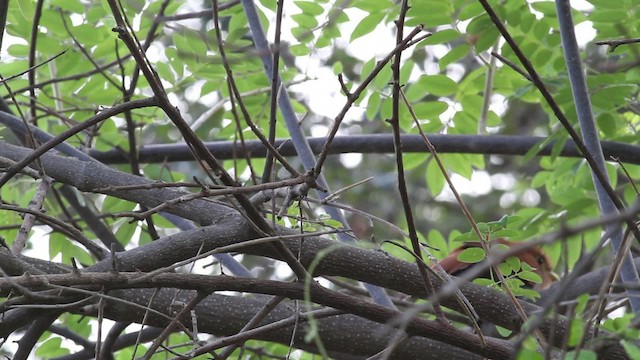 Squirrel Cuckoo (Amazonian) - ML472758
