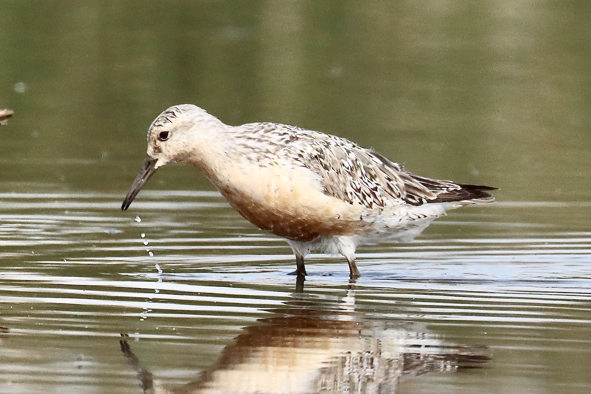 Red Knot - ML472767131