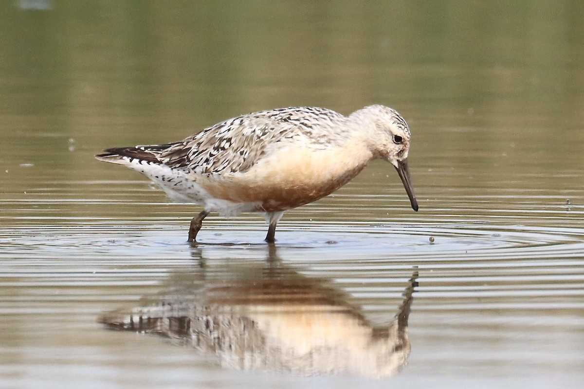 Red Knot - ML472767171