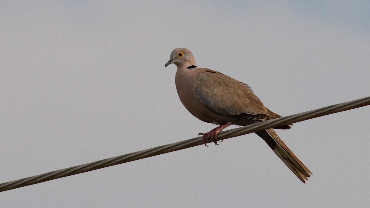 Burmese Collared-Dove - Robert Tizard