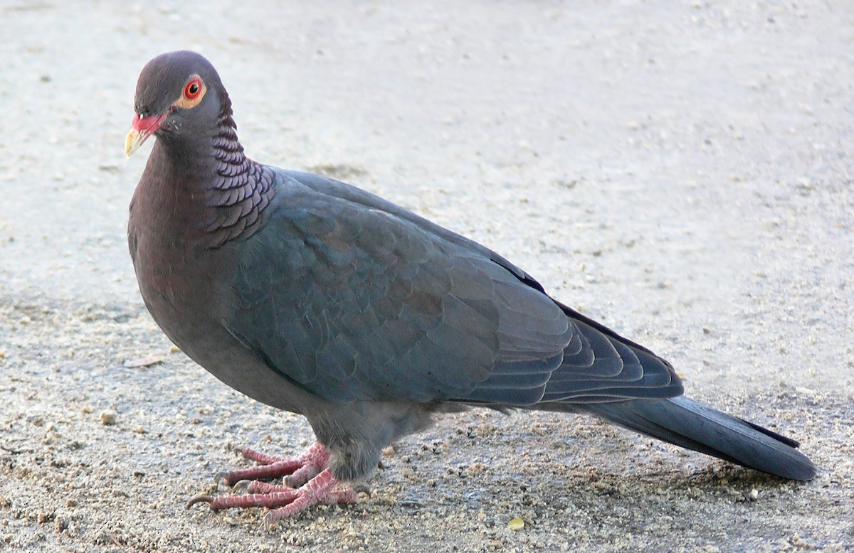 Pigeon à cou rouge - ML47276861