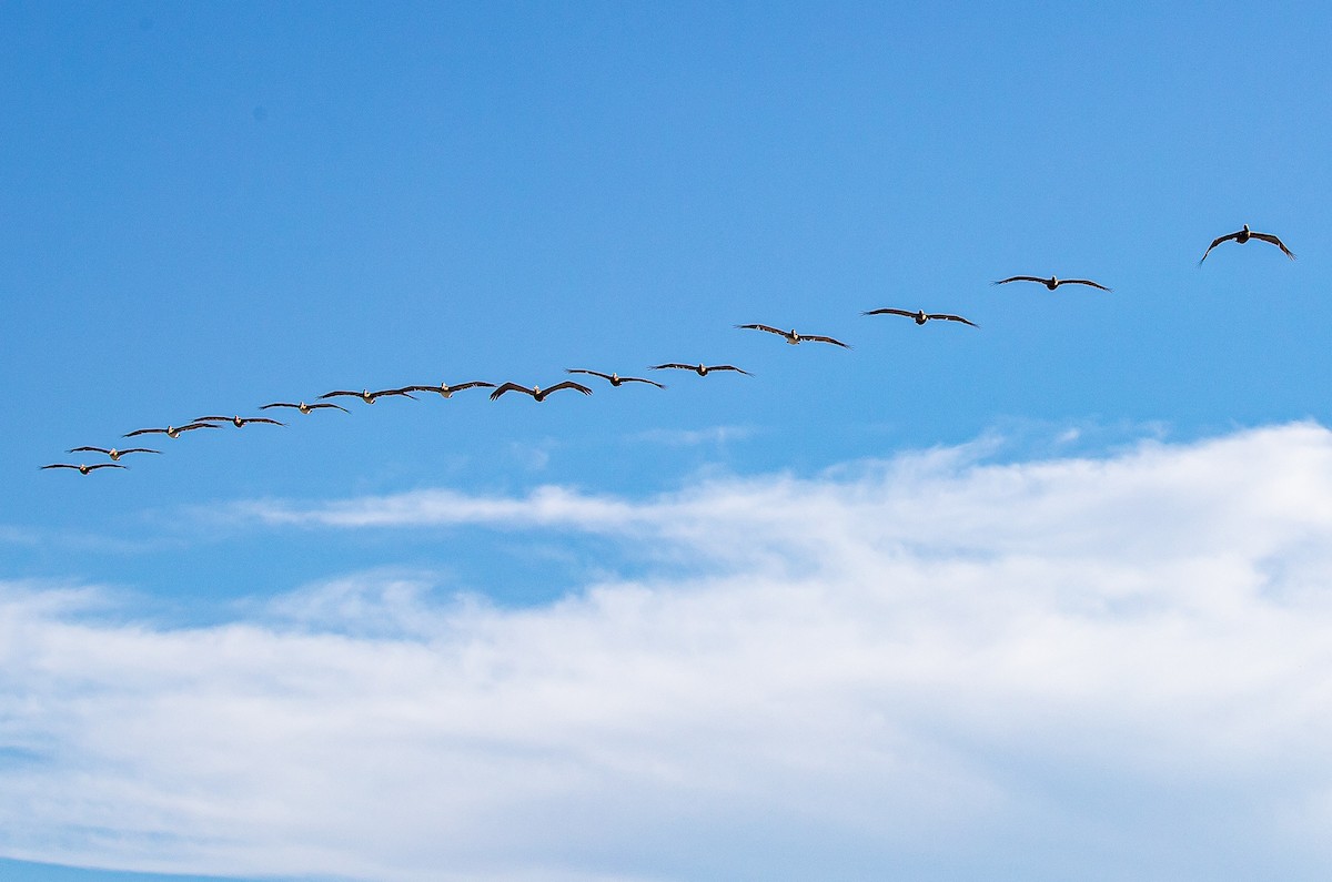 Brown Pelican - ML472772591