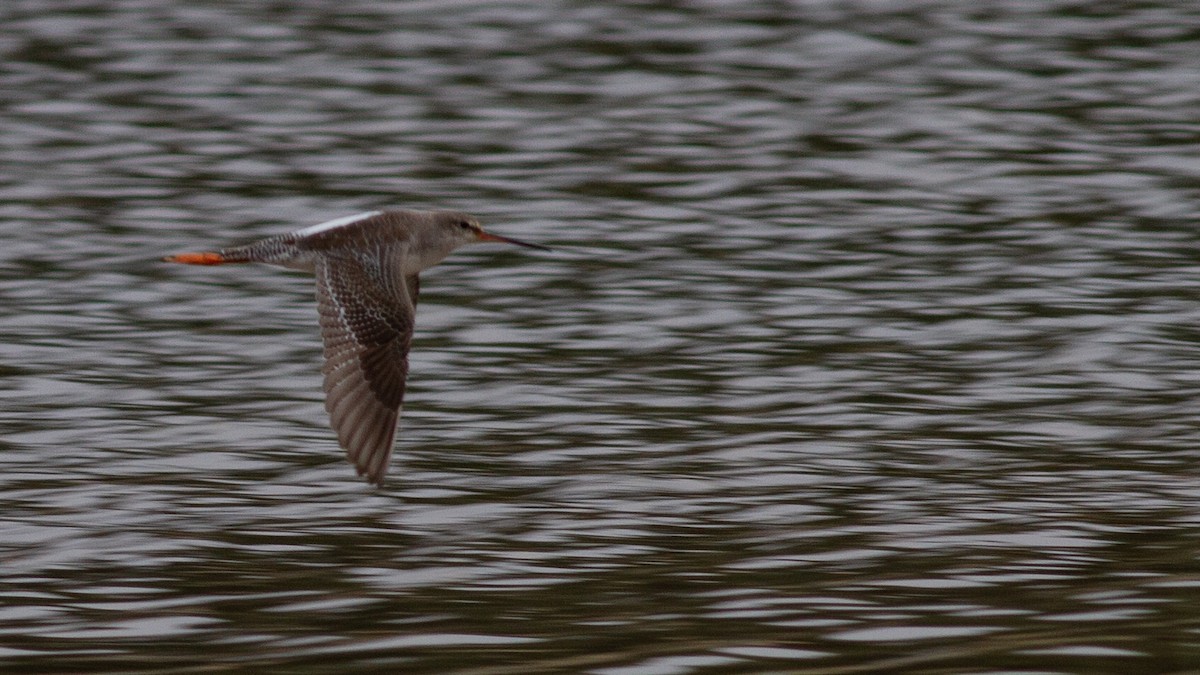 Spotted Redshank - ML472773281