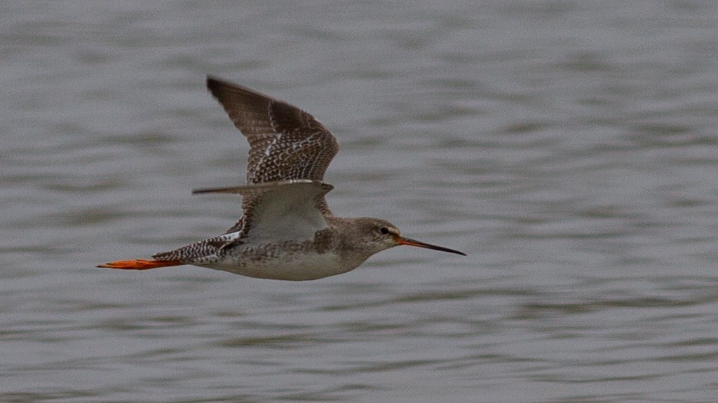 Spotted Redshank - ML472773341