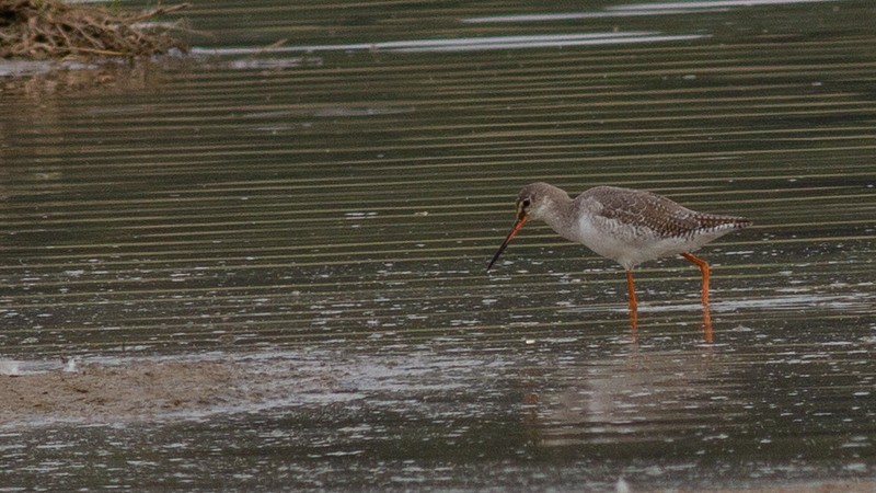 Spotted Redshank - ML472773361