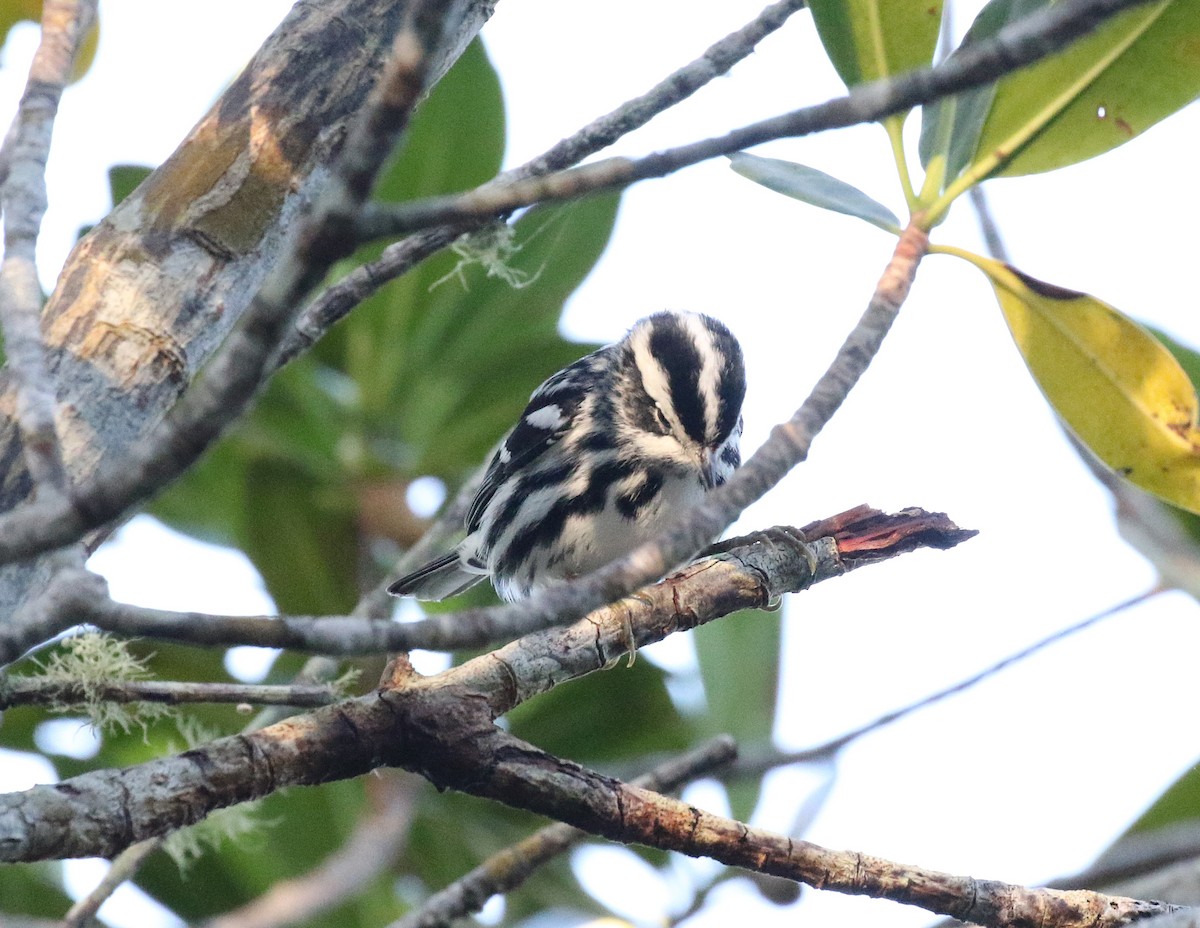 Black-and-white Warbler - ML47277551