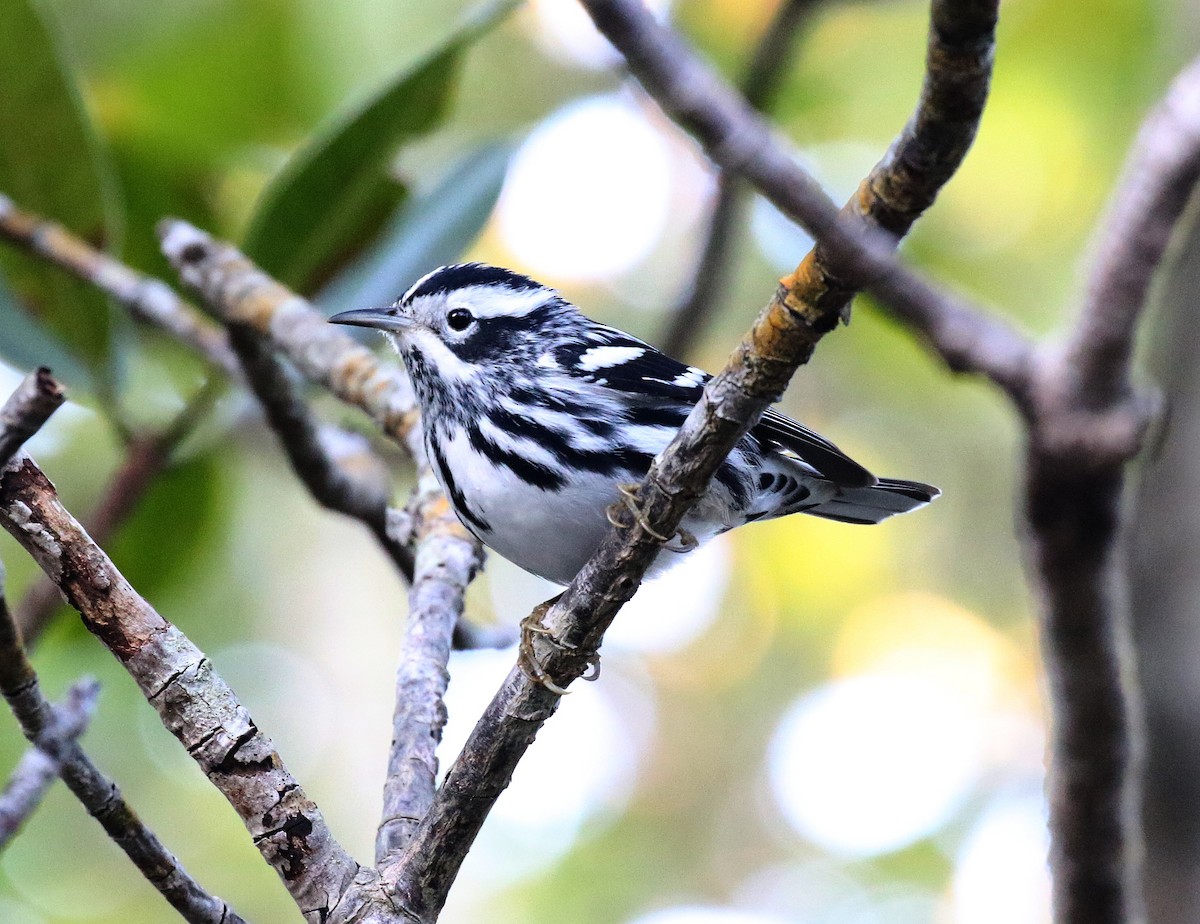 Black-and-white Warbler - ML47277561