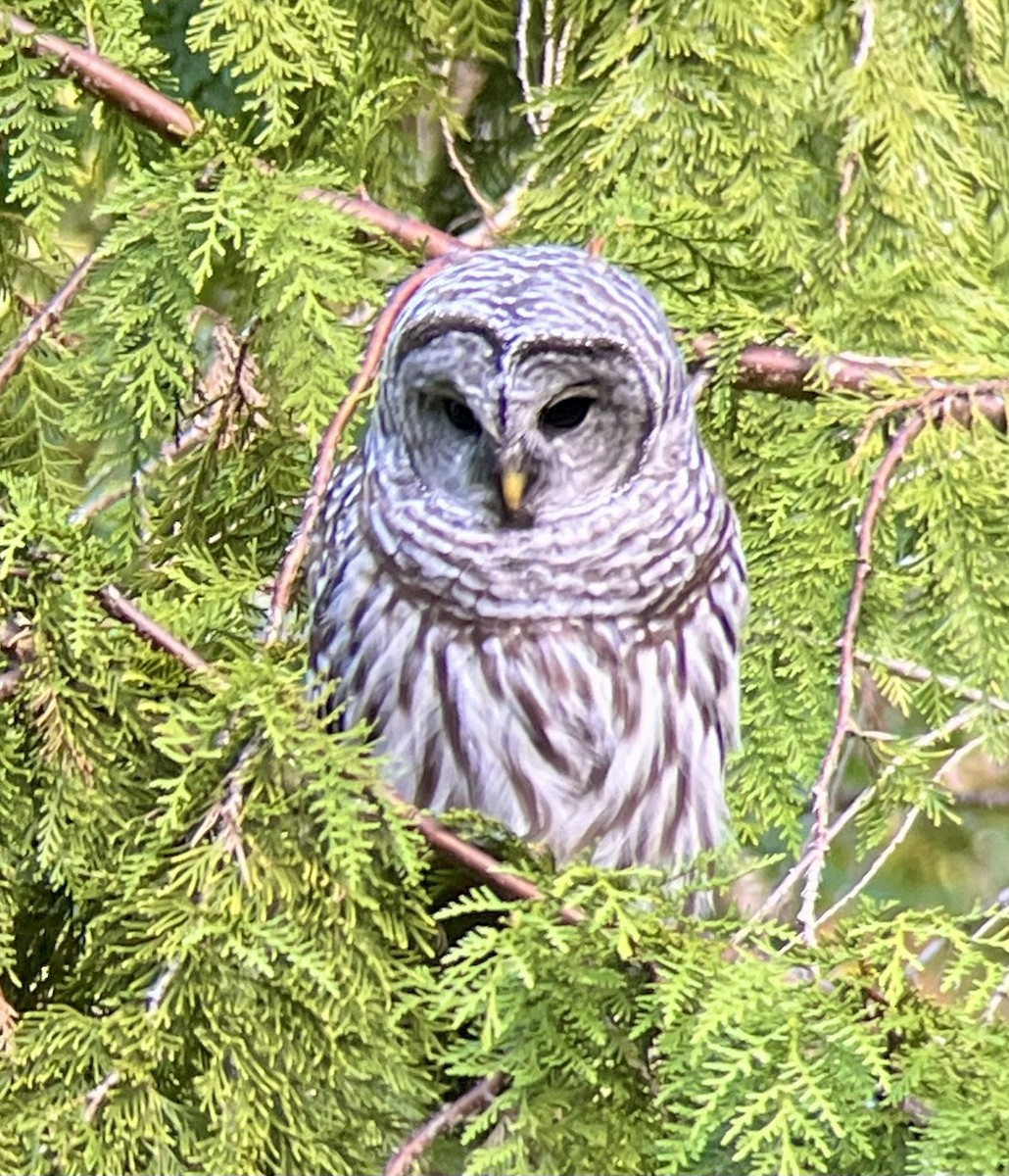 Barred Owl - ML472776141