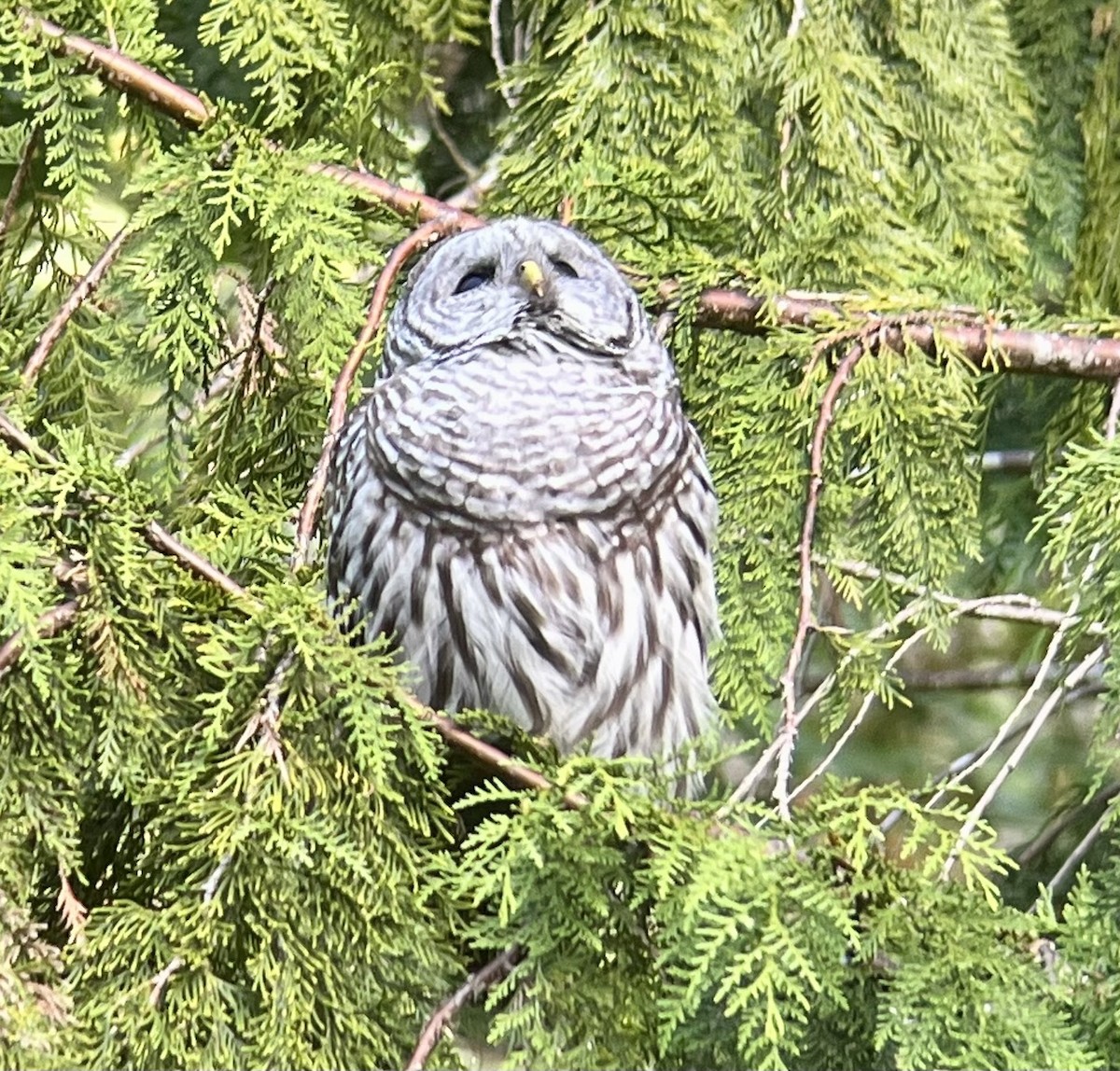 Barred Owl - ML472776161