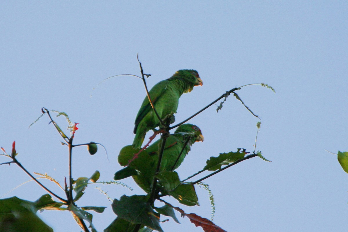 White-fronted Parrot - Plamen Peychev