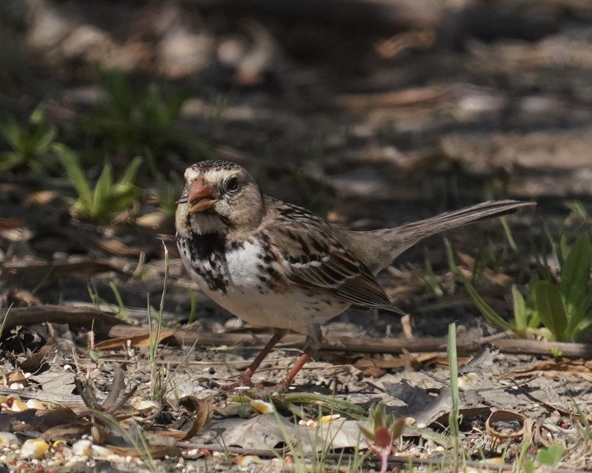 Harris's Sparrow - ML472784801