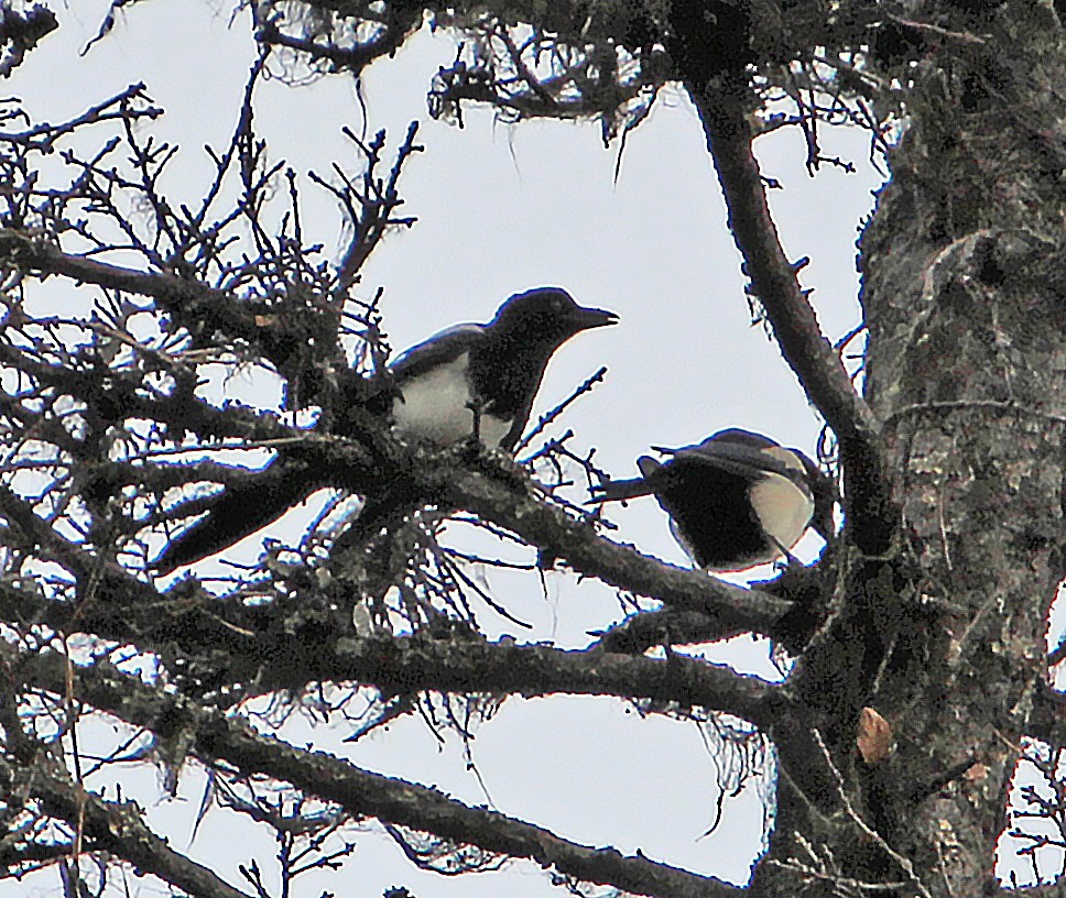 Black-billed Magpie - ML472784991