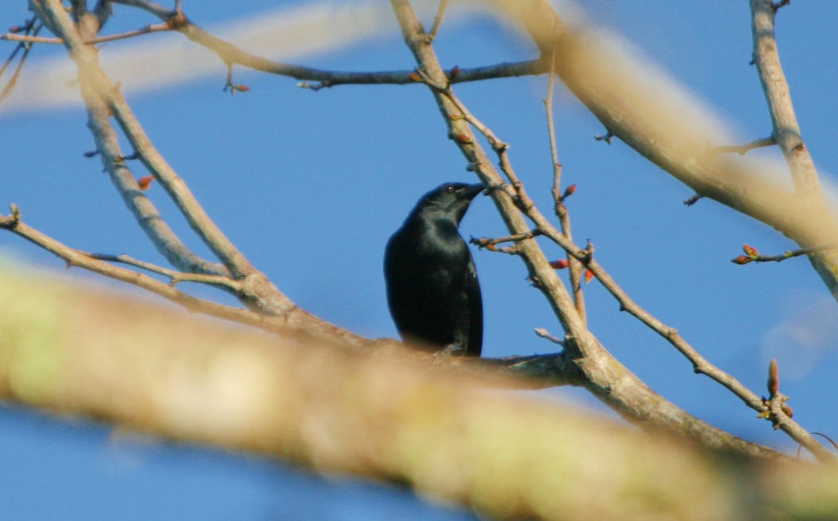 Melodious Blackbird - ML47278551
