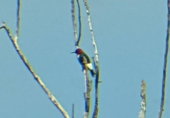 Red-headed Woodpecker - ML472786221