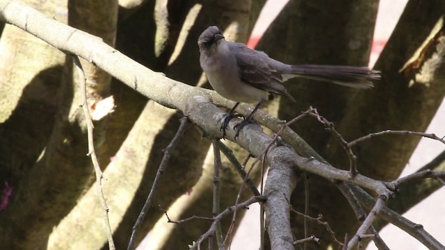 Tropical Mockingbird (Southern) - ML472794