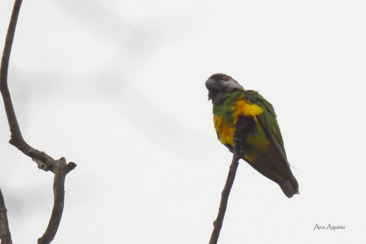 Senegal Parrot - ML472797721