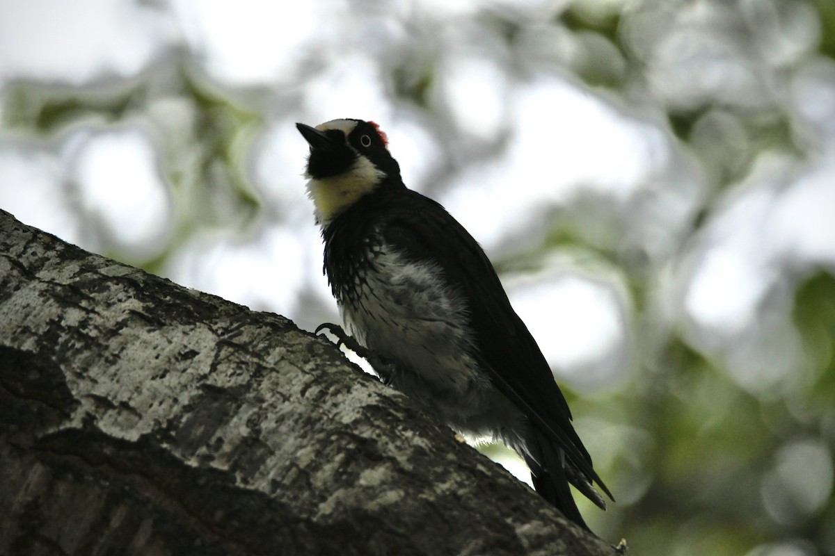 Acorn Woodpecker - ML472798781