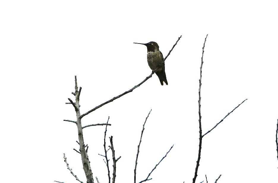 Anna's Hummingbird - ML472798871