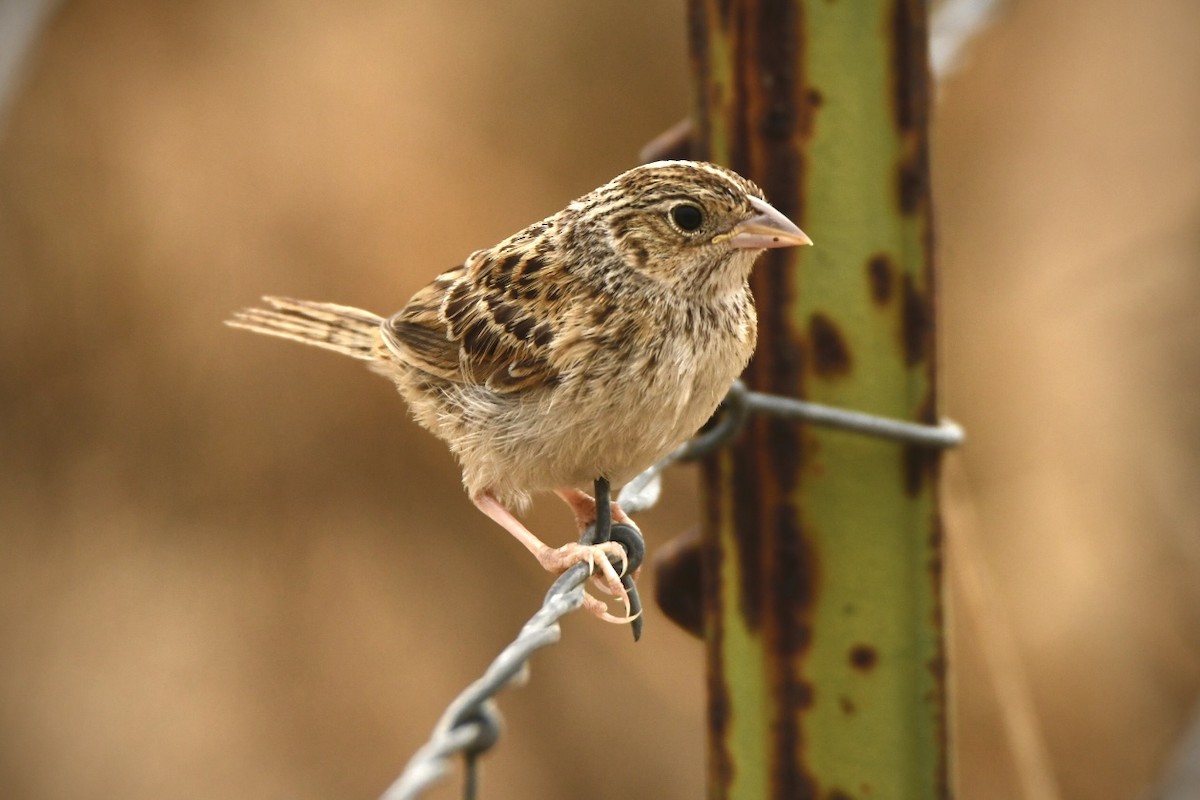 Grasshopper Sparrow - ML472799581