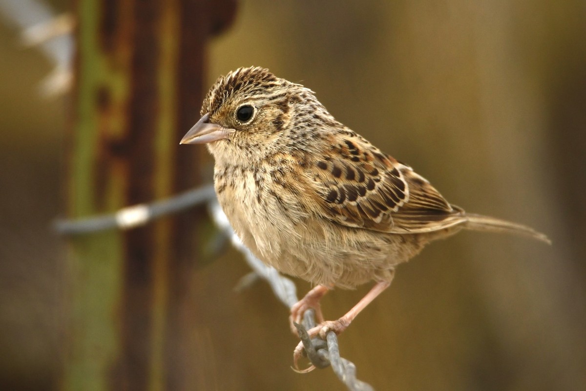 Grasshopper Sparrow - ML472799591