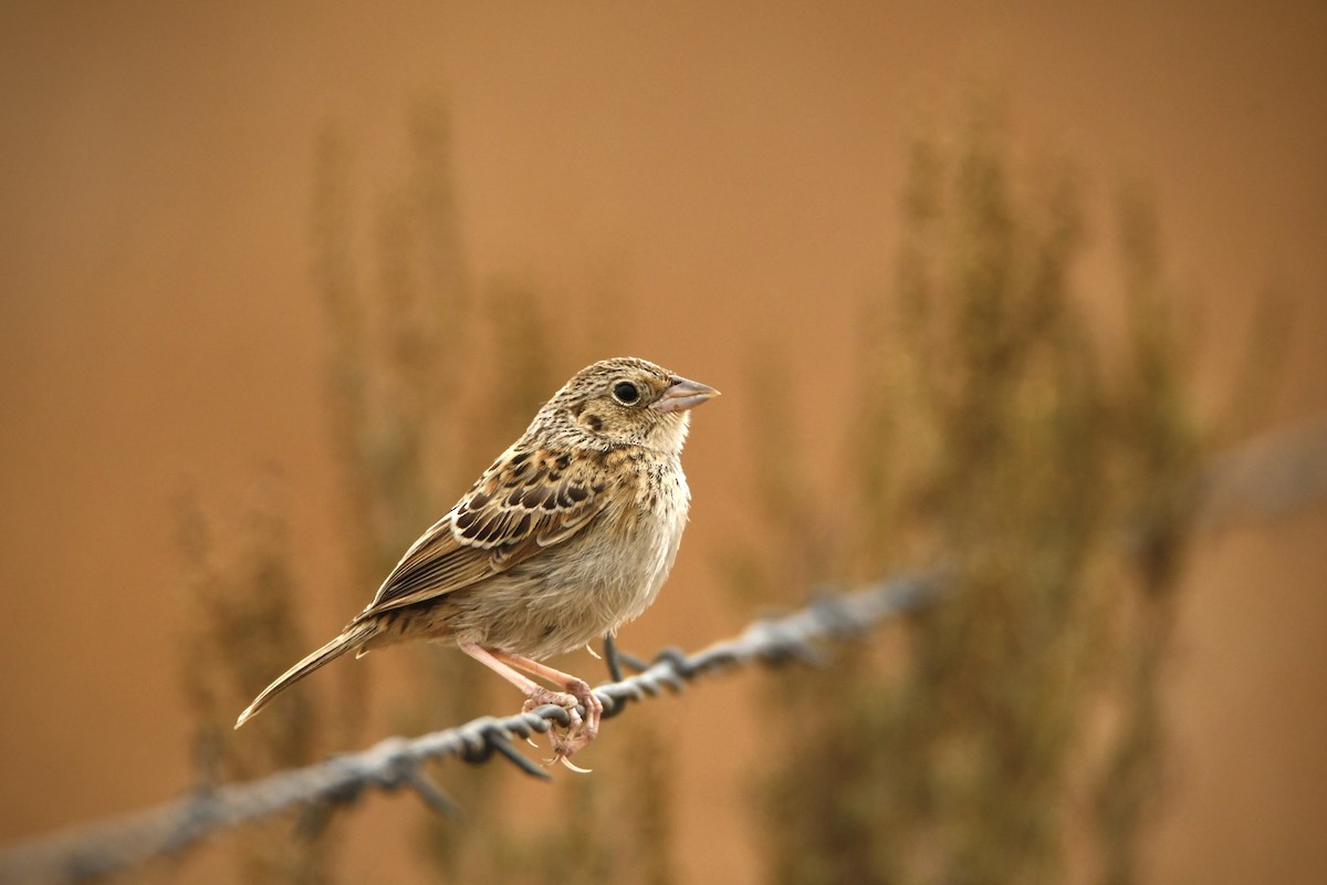 Grasshopper Sparrow - ML472799601