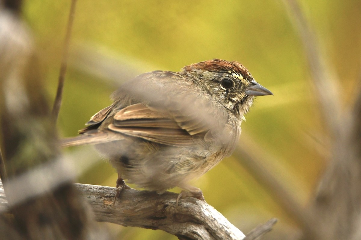 Rufous-crowned Sparrow - ML472799691