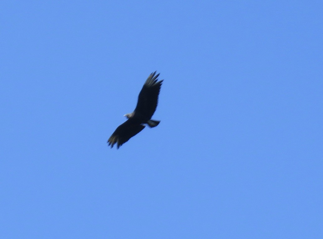 Black Vulture - ML472806551