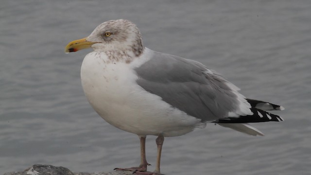 Herring Gull (American) - ML472812