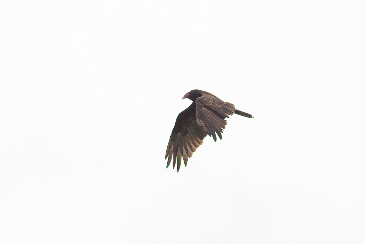 Turkey Vulture - ML472816581