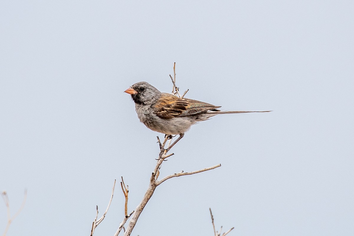 Black-chinned Sparrow - ML472817611
