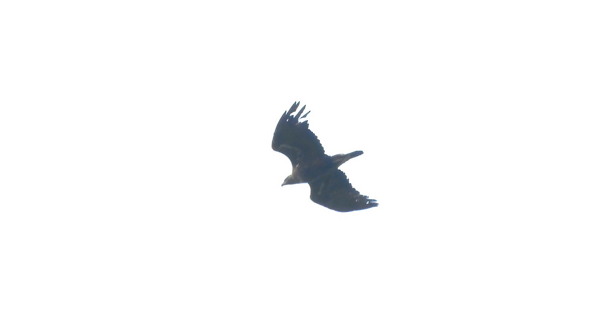 White-tailed Eagle - ML472819701