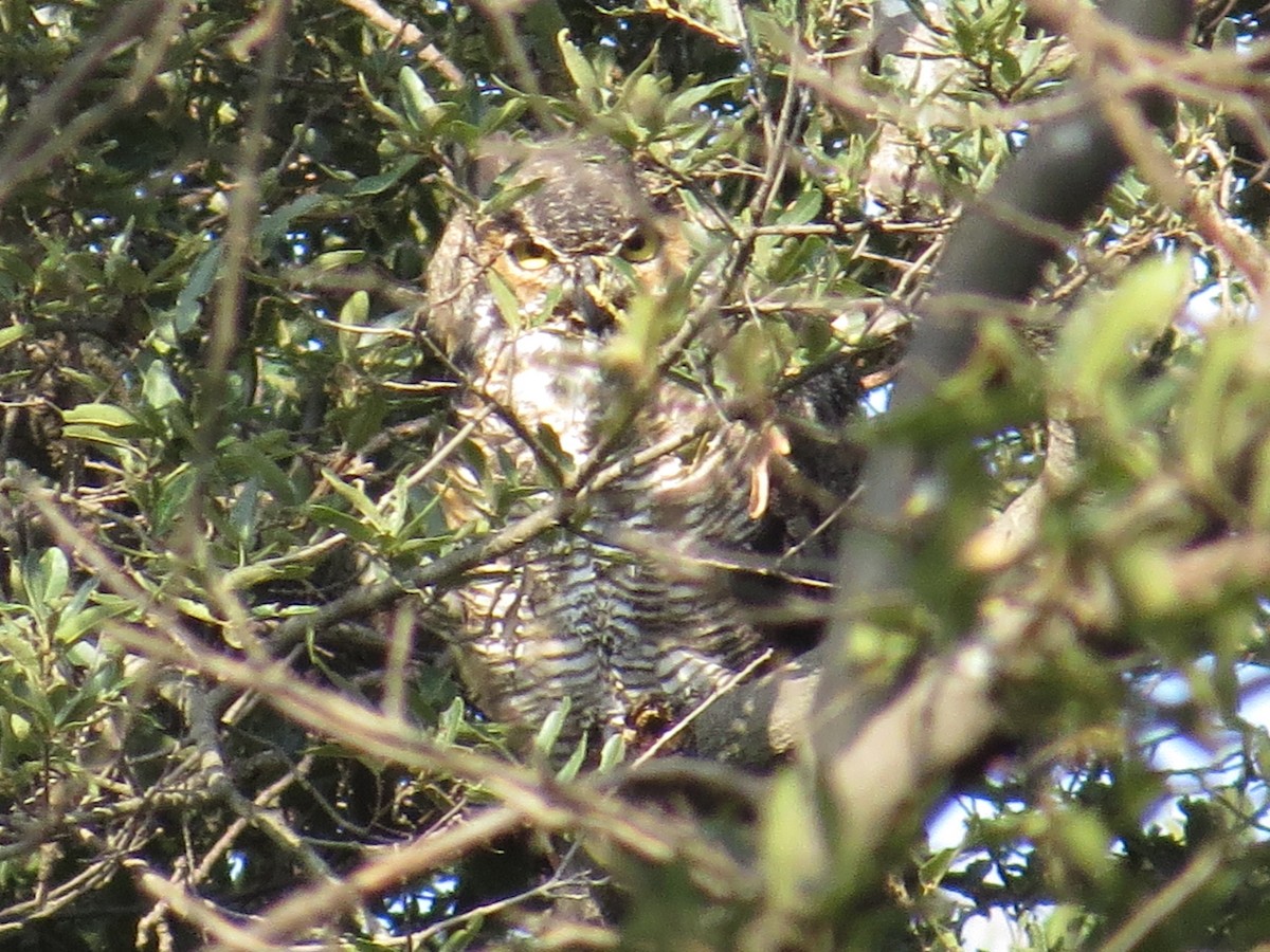 Great Horned Owl - ML472819871