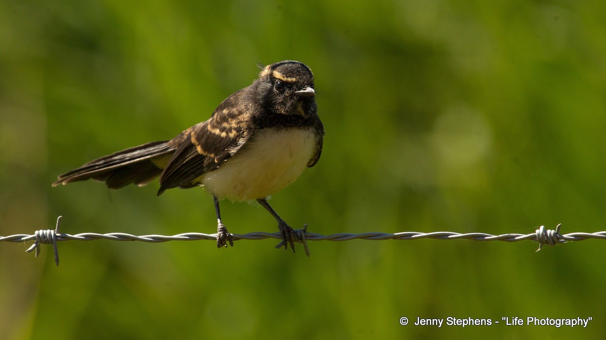 Willie-wagtail - Jenny Stephens