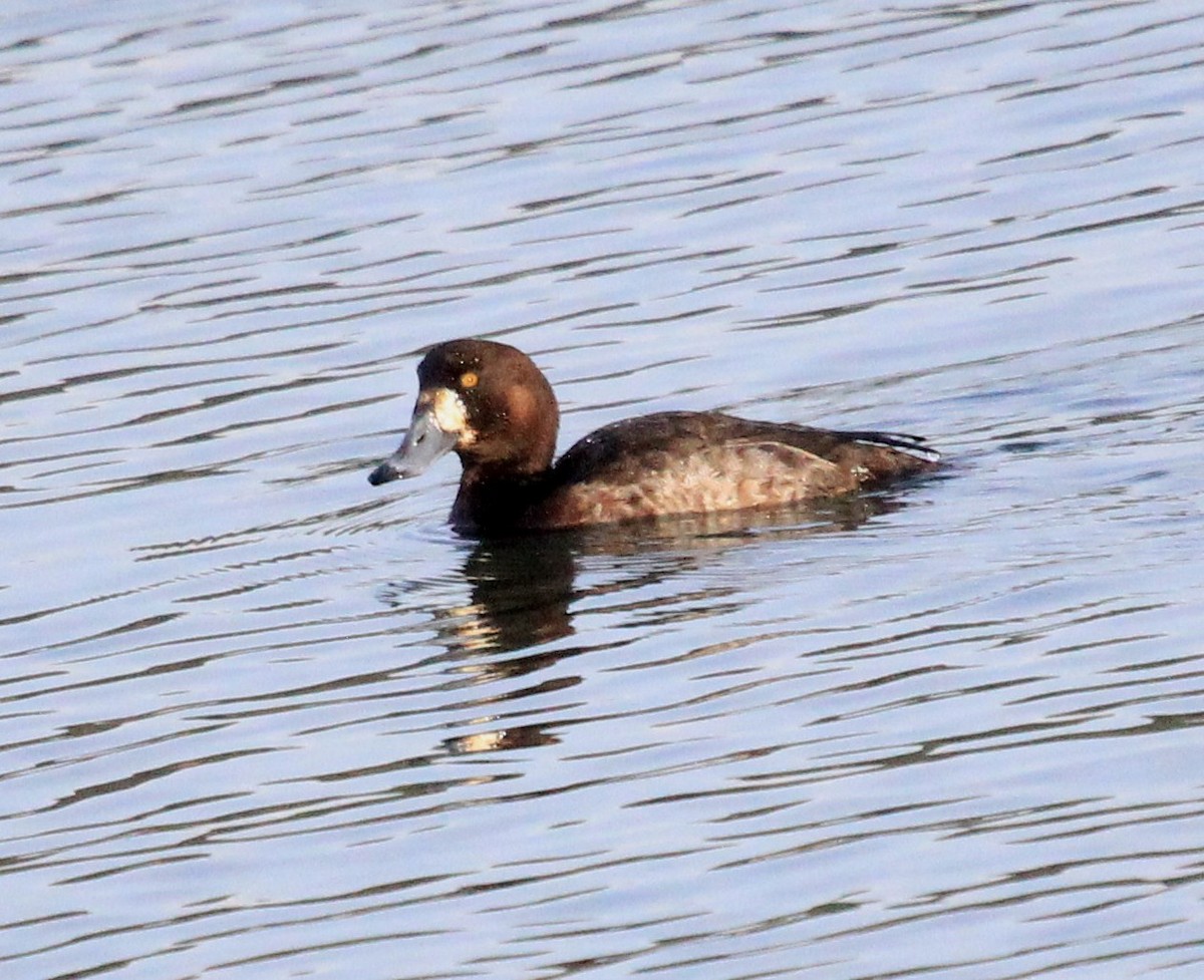 Greater Scaup - ML47282201