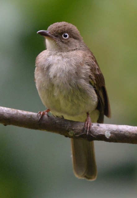 Cream Vented Bulbul Ebird