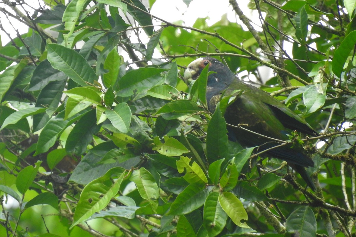 White-crowned Parrot - ML472831341