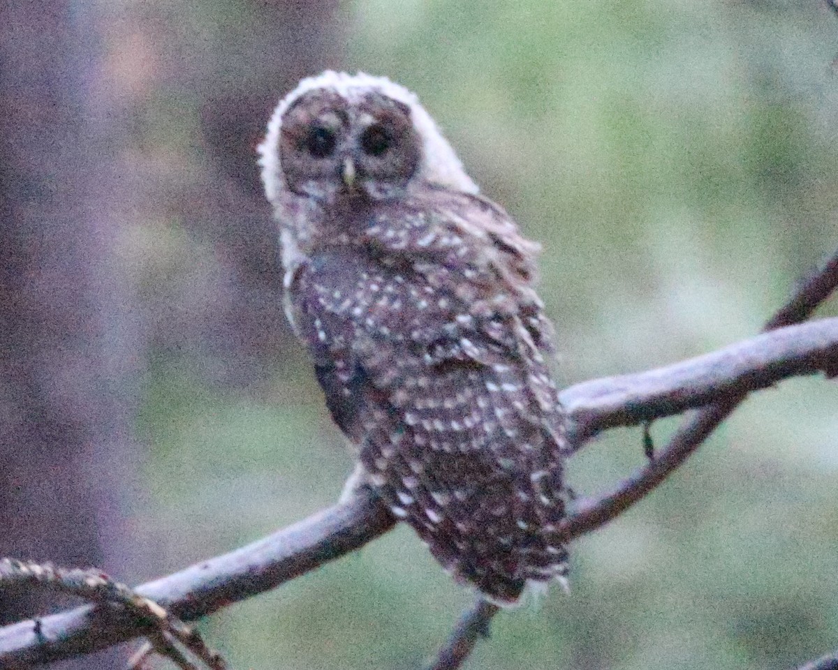 Spotted Owl - ML472832241