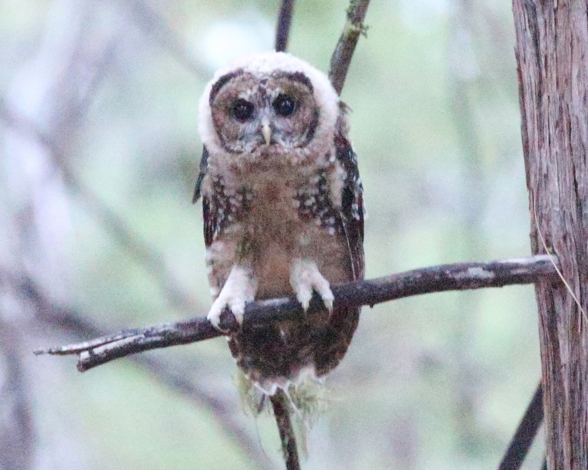 Spotted Owl - Michael Hawk