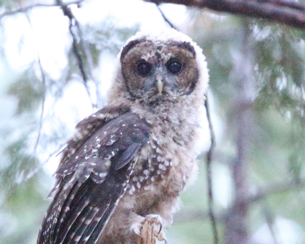 Spotted Owl - Michael Hawk