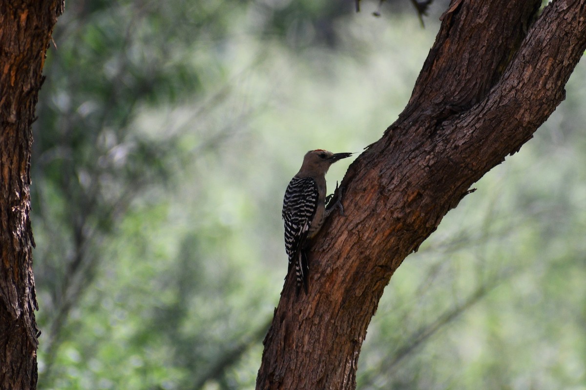 Gila Woodpecker - ML472834911