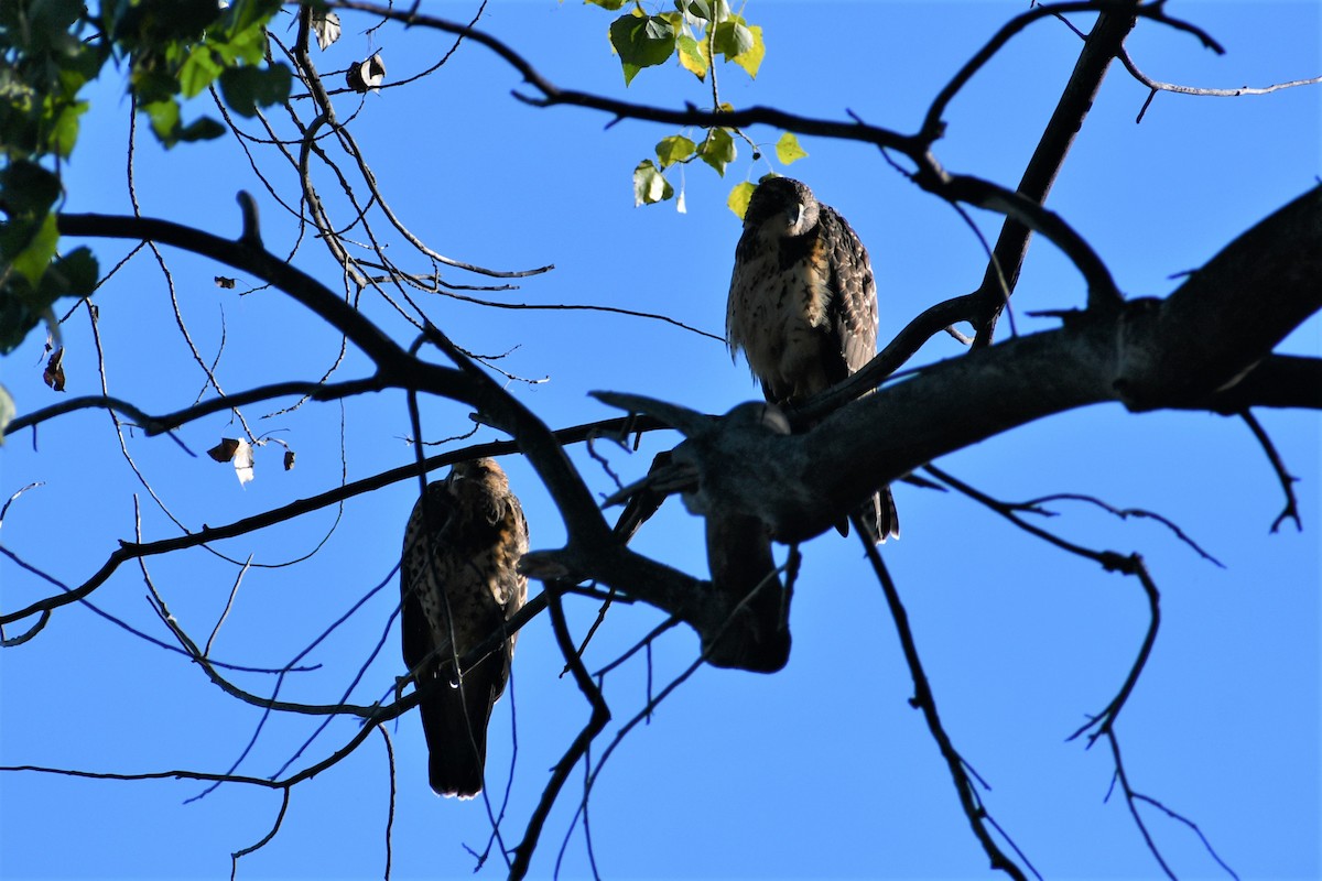 Swainson's Hawk - ML472835931