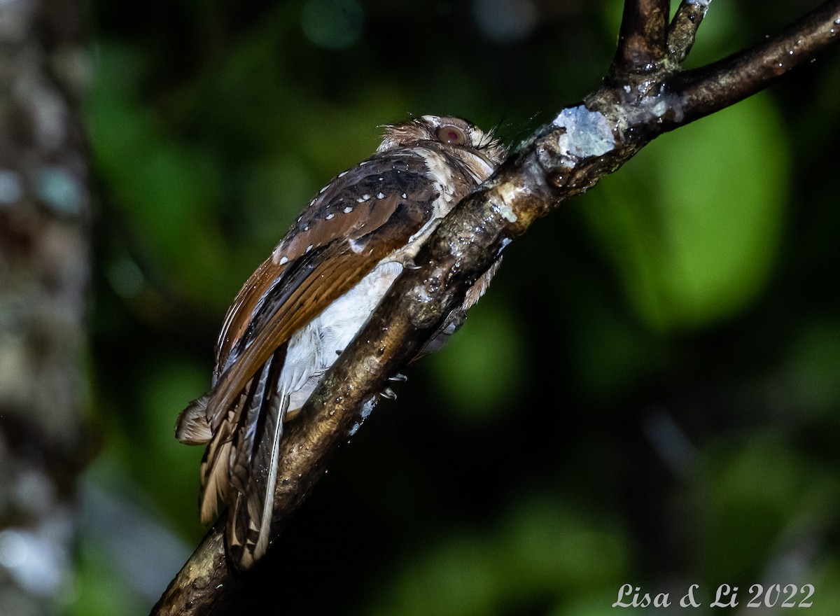 Moluccan Owlet-nightjar - ML472836331