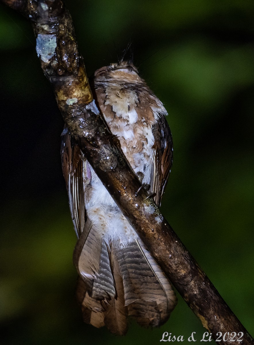Moluccan Owlet-nightjar - ML472836341